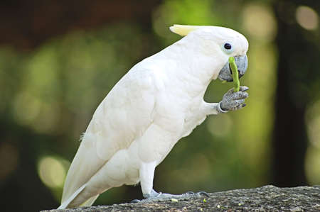 A white cockatoo bird eating a green beanの写真素材
