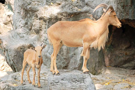 Female mountain goat with young kid behind itの写真素材