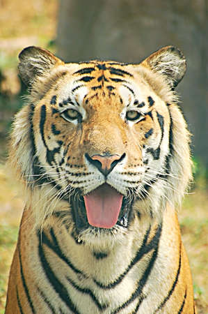 Portrait of an Indochinese tiger from Thailandの写真素材