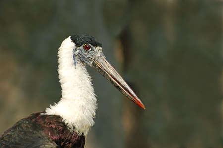 Head and neck portrait of a woolly necked storkの写真素材