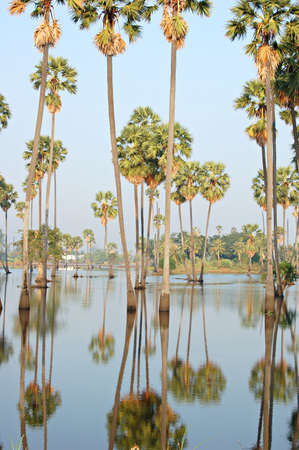 A flooded sugarpalm grove in central Thailandの写真素材