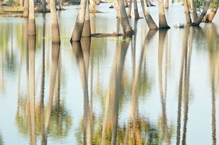 Reflection of sugarpalm tree trunks in flood waterの写真素材
