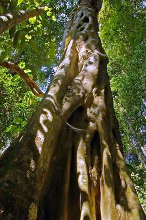 Fig tree in a tropical Thai forest