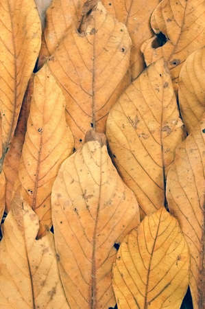 Dead leaves on the ground in a Thai forest