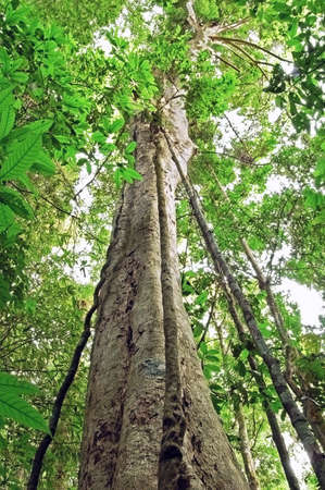 Tall tree in a forest in Thailand