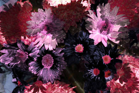 Abstract background of black and mauve flowersの写真素材