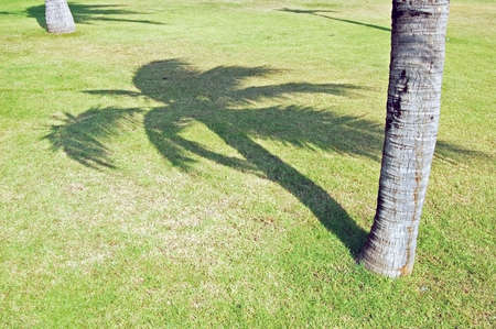 Shadow of a coconut palm tree on a lawnの写真素材