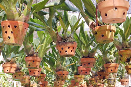 Orchid pots hanging in a propagation unitの写真素材