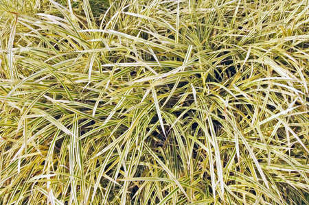 Variegated narrow leaves in a garden borderの写真素材