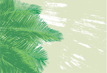 Vector background of coconut palm frondsのイラスト素材