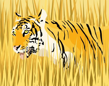 Vector illustration of a tiger in dry grass with tiger and grass as separate elementsのイラスト素材