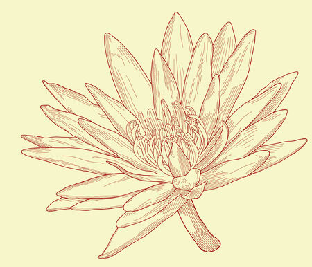 Editable vector illustration of a water lily flowerのイラスト素材