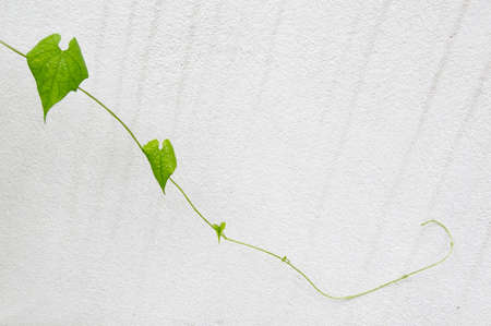 Young plant shoot on a plain white wallの写真素材