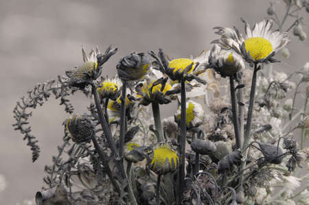 A bunch of daisy flowers singed by fireの写真素材