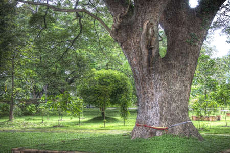 Old tree in the grounds of a Thai temple
