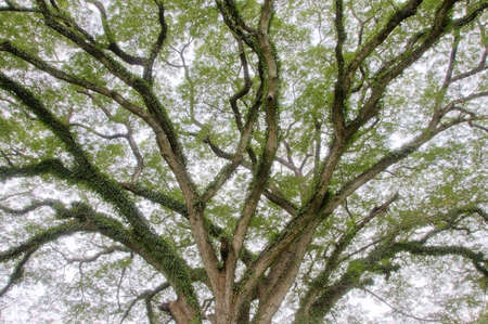 Spreading branches on a large old tree in Thailandの写真素材