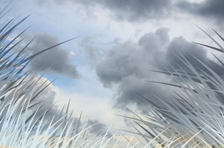 Gray grass fringe with cloudy sky backgroundの写真素材
