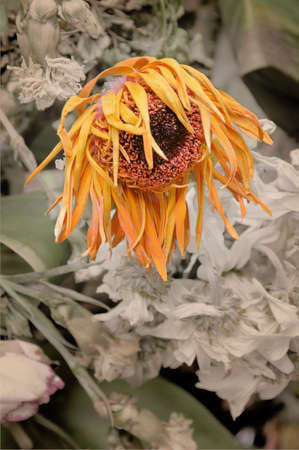 Large orange flower withering and drying upの写真素材