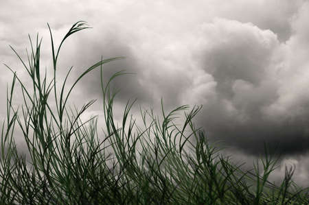 Grass blowing in the wind under gray skiesの写真素材