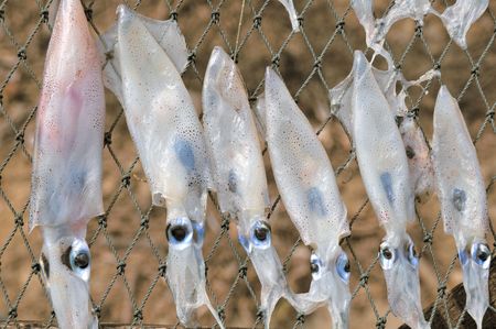 Row of small squid drying in Thailandの写真素材