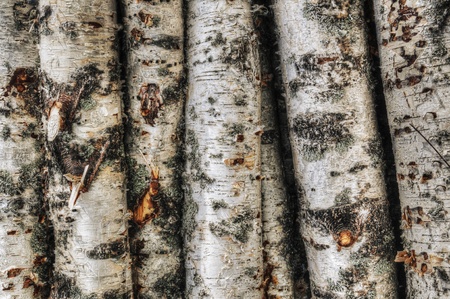 Close-up of a stack of young birch trunk logsの写真素材