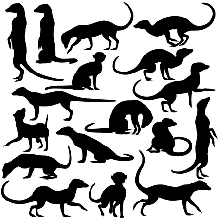 Set of editable silhouettes of meercats in different posturesのイラスト素材
