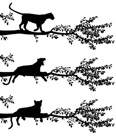 Set of three editable vector silhouettes of a leopard on a tree branch with leopards as separate objectsのイラスト素材