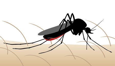 Editable illustration of a mosquito sucking blood from human skinのイラスト素材