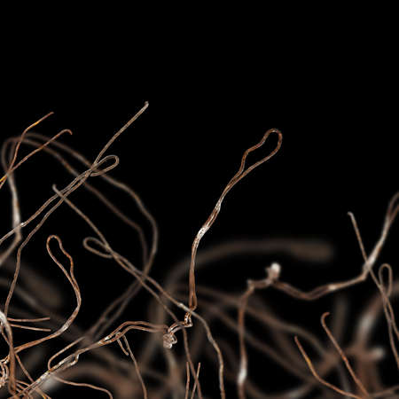 Strands of old rusty wire sticking upwards on a black backgroundの写真素材