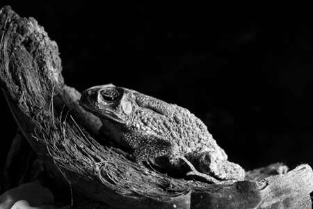 Black and white portrait of an asian toadの写真素材