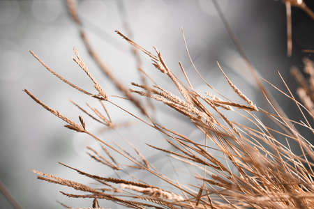 Macro of a clump of dry grass stemsの写真素材
