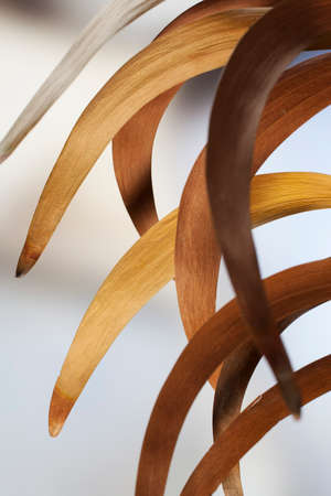 Macro composition of dry curled acacia leavesの写真素材