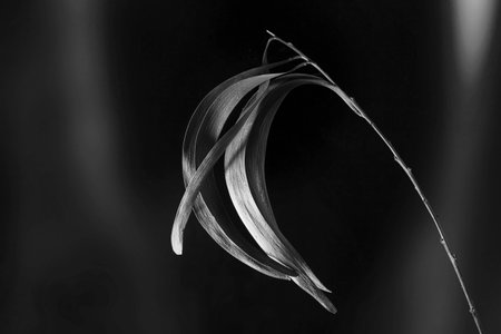 Curved acacia leaves on a twig in black and white