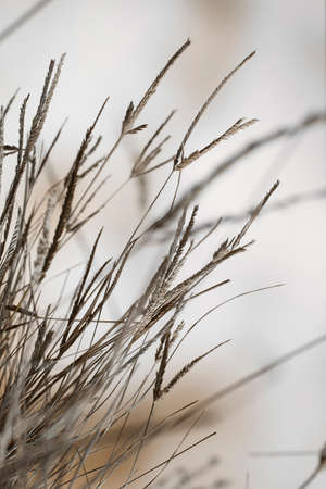 Macro composition of a clump of dry grassの写真素材