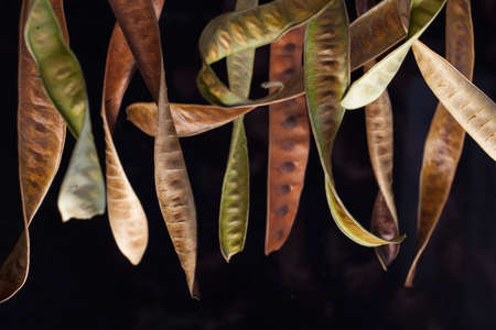 Curly acacia seedpods hanging with a black backgroundの写真素材
