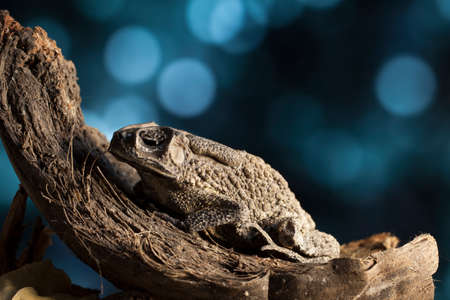 Portrait of a warty asian toad in an old coconut huskの写真素材