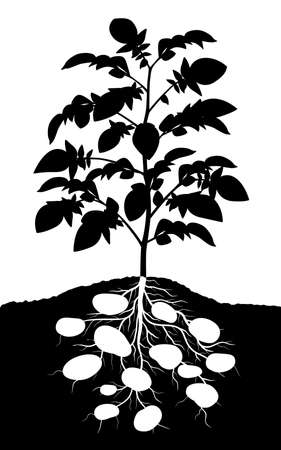 Editable vector silhouette of a complete potato plantのイラスト素材