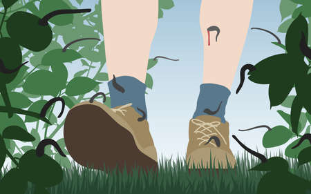 Editable vector illustration of a person walking through vegetation with many leeches waiting for a mealのイラスト素材