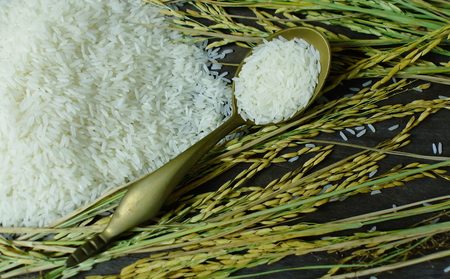 Showing Thai rice grain characteristicsの写真素材