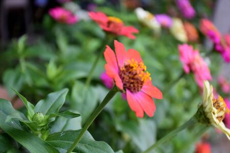 Zinnia flowers blooming with natural green background.