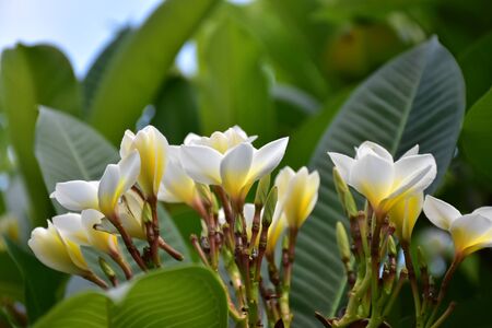 White and yellow plumeria flowerの写真素材