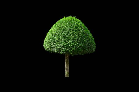 Isolated siamese rough bush with clipping paths.の写真素材