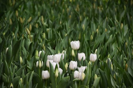 Tulip flowers in tulip garden, Chiangrai, Thailand.の写真素材
