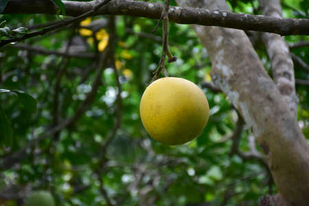Raw pomelo fruit hanging on its branches in pomelo garden.