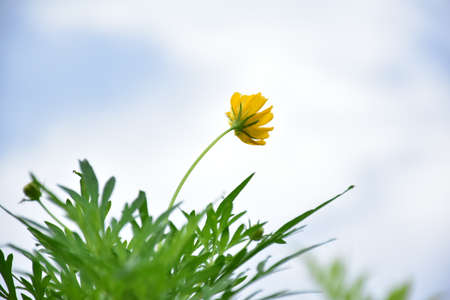 Yellow cosmon flowers blooming in flower garden,natural blurred background.の写真素材
