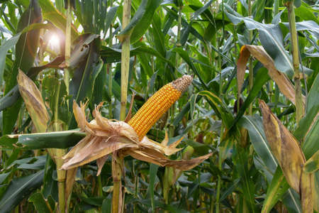 Ripe or dried maize or corn, ready to harvest.の写真素材