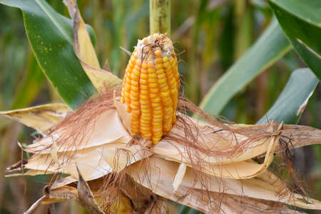 Ripe or dried maize or corn, ready to harvest.