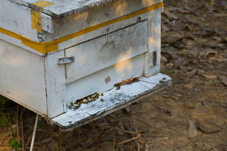 Organic beekeeping boxes under the longan tree which is the beekeeping of the local people in the...