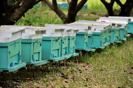 Beehives under the longan tree, northern part of Thailand.