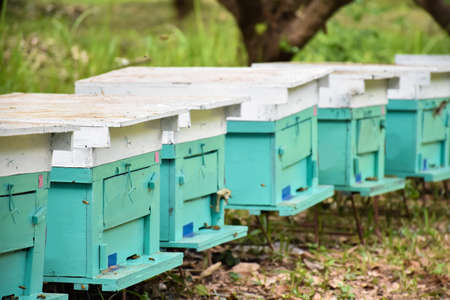 Beehives under the longan tree, northern part of Thailand.の写真素材